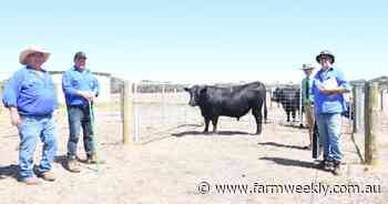 Best ever result for Allegria Park Angus