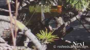 Highlands Ranch woman arrested for booby trapping her home is known QAnon conspiracist