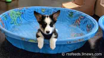 National Puppy Day: Send us your photos and see cute pics of pups