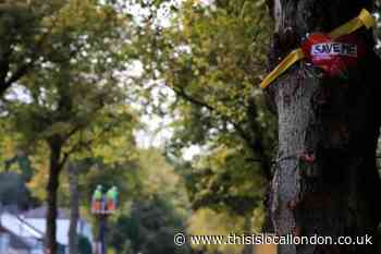How many trees are there in Bexley, Bromley, Greenwich, and Lewisham?