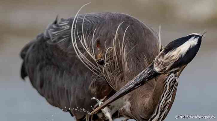 Tennis play doesn’t deter Stanley Park herons from courtship, nest building: expert