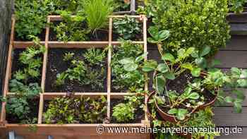 Square Foot Gardening: Große Ernte auf kleinem Raum