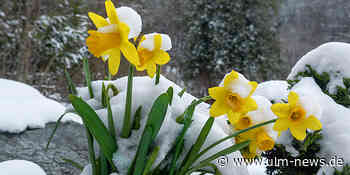Rückfall in den Spätwinter: Temperatursturz und Flocken zum Wochenstart