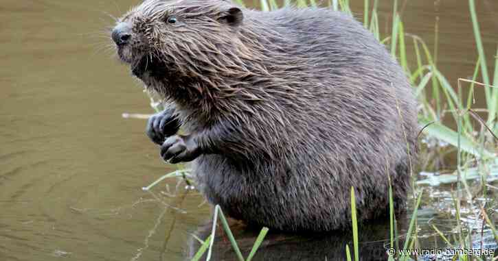 Biberdamm zerstört und Biotop beschädigt