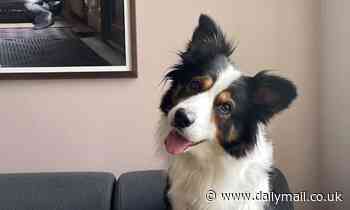 Why DO dogs tilt their heads - and is it really a sign of confusion?