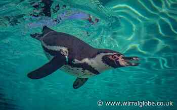 Chester Zoo to host an Easter egg trail with a twist