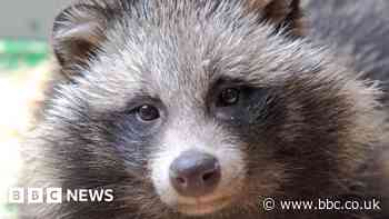 Have we found the 'animal origin' of Covid?