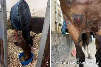 Police horse attacked by dog in Victoria Park in pictures