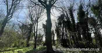 The story behind the curious tree in a Hull cemetery embedded with coins