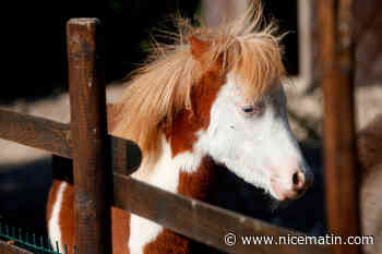 "Une première en France": Nice accueille un festival de poney ce dimanche