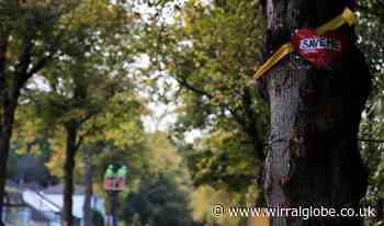 13.7 per cent of Wirral covered by trees, figures show