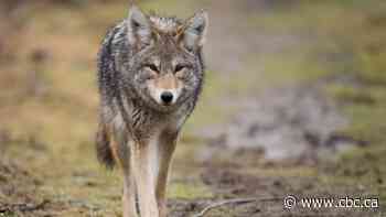 Sask. residents cautioned about urban coyotes after sightings in Saskatoon, Moose Jaw