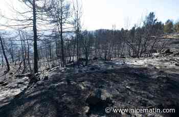 Premier feu de forêt majeur de la saison en Espagne, 1.500 personnes évacuées