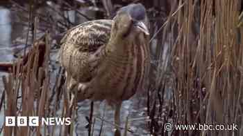 Revival of rare booming bitterns in Lancashire