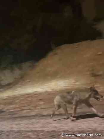 "On a tout filmé": un loup repéré tout près du centre-ville de Toulon, un habitant témoigne