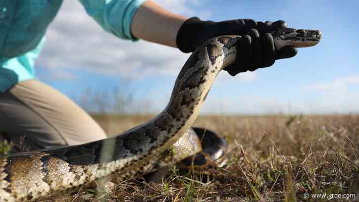 Python hunters find missing Florida woman hundreds of miles from home