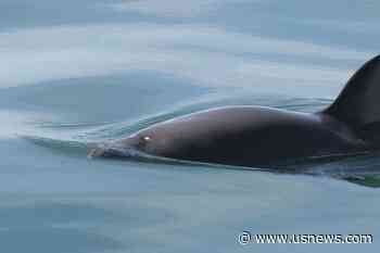 Mexico Sanctioned for Not Protecting Endangered Porpoise
