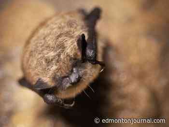 As deadly fungus expected to hit bats in Alberta, experts call for public to be on the lookout