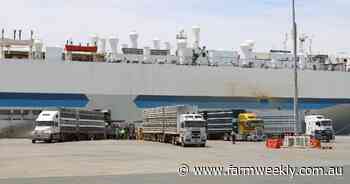 Harmful irony of live sheep export ban