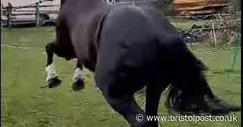 Heartbreak of owner whose horse was spooked by Bristol balloons