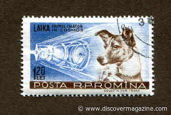 What Animals Have Been to Space?