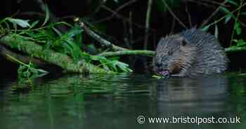 50 beavers living secretly on the Bristol Avon, stunned researchers discover