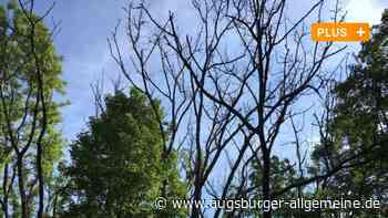 70.000 neue Bäume nötig: Waldschäden machen immer mehr Arbeit