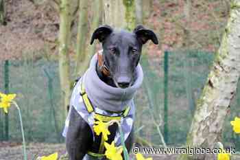 Will Globe's dog of the week Gary steal your heart?