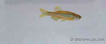 A fish can sense another's fear, a study shows