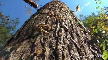 Thanks to AI, Doctor Dolittle may not be the only human talking to animals