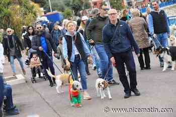 Lamas, chiens, ânes… Une marche des animaux ce dimanche matin sur le bord de mer à Nice