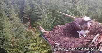 First osprey returns to Kielder after wintering in warmer climes