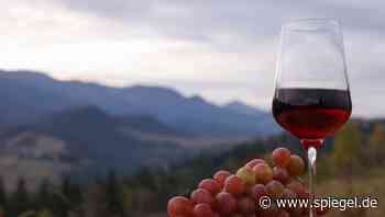 Weinbau in der Ukraine: Wie Weingüter und Winzer im Krieg weiter arbeiten