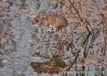 Parkgate: Wildlife spotted at RSPB High Tide Watch Event