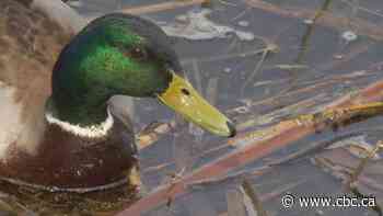 Avian flu threat fades on farms but may be back in the fall