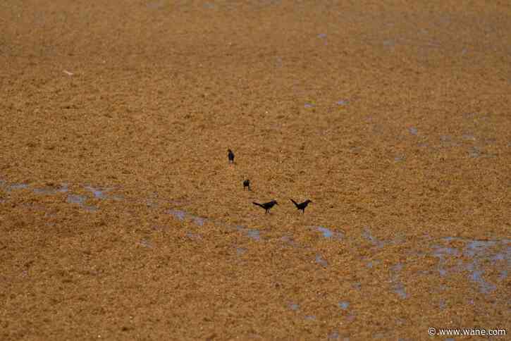 Satellite images show 5,000-mile seaweed belt creeping closer to US