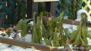 Snow is still piled up in Calgary — that's good news if you're a gardener