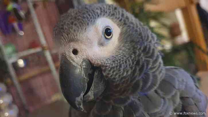 African grey parrot mocks man with chronic cough due to COPD: She 'hates men'