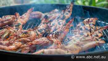 More north Queensland prawns, barramundi to hit the market as output surges