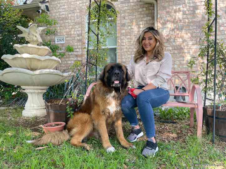 Central Texas dog travels 60 miles, still searching for home