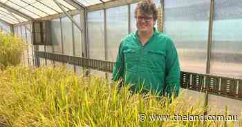 More efficient rice varieties on the way