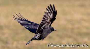 Faszination Feder – Ein neuer Blick auf die vielseitige Körperbedeckung der Vögel