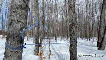 Quebec maple syrup producers say they need more public land for production to meet demand