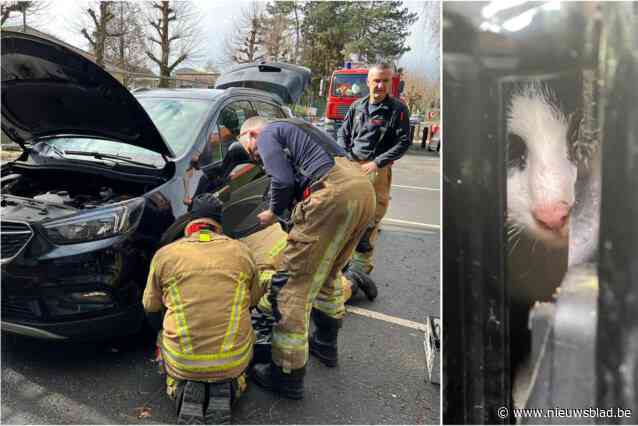 Brandweer redt kat die zich aan wiel van auto had verstopt: “Als enige dank heeft het dier zijn heil in de vlucht gezocht”