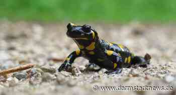 BUND vermisst Modelle von Amphibien und einer Waldeidechse