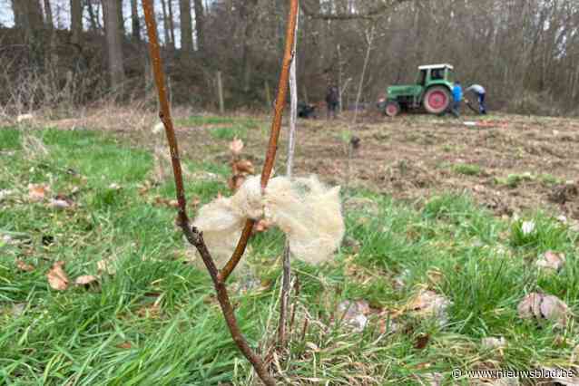 Natuurpunt geeft aanplant wollen sjaal: “Niet tegen de kou”