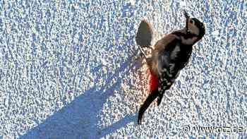 Mietnomaden klopfen in der Leipziger Straße in Jena an