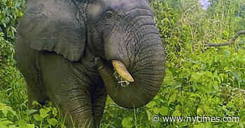 A Sting Operation to Save Elephants, With No Stings