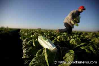 Lettuce prices likely to rise again amid California flooding, experts say