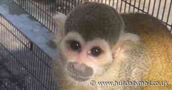 Joy as four 'perfect' monkeys move into Hull's East Park